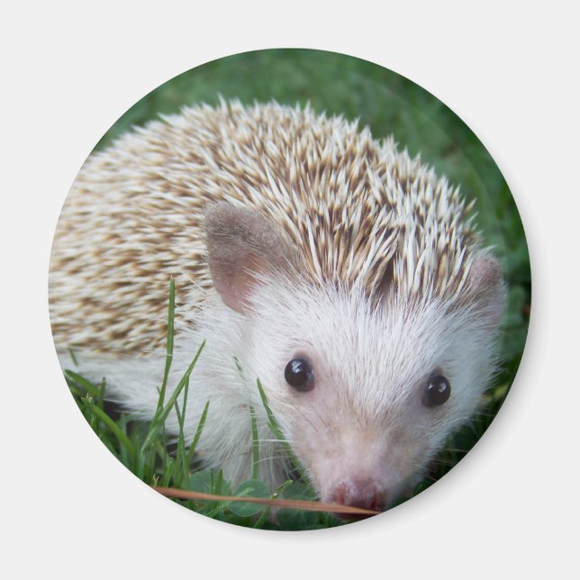 Íman Hedgehog (Frente)