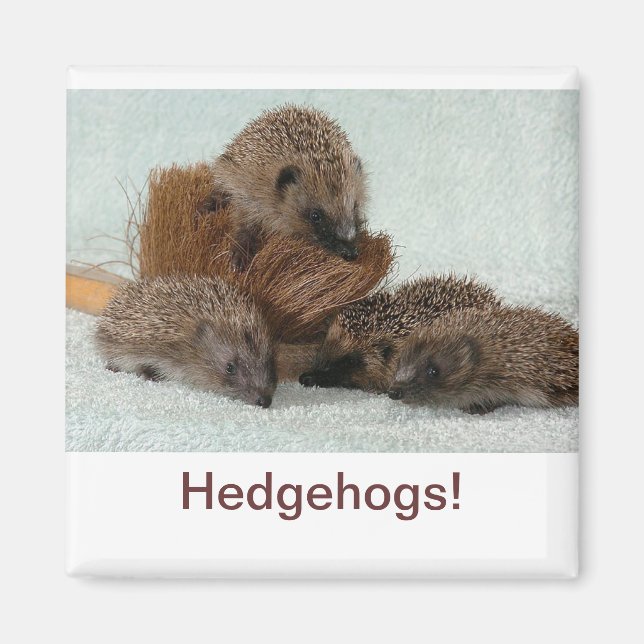 Íman Hedgehog (Frente)