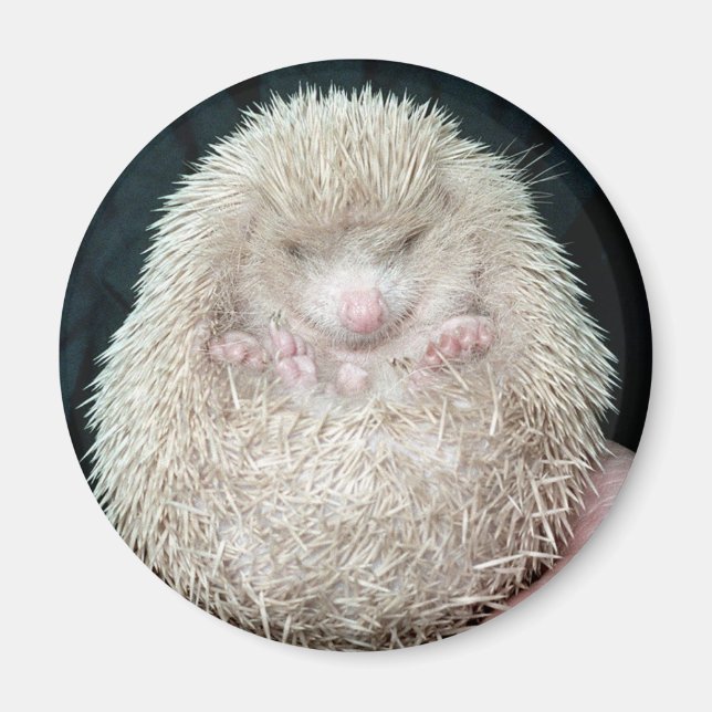 Íman Hedgehog (Frente)