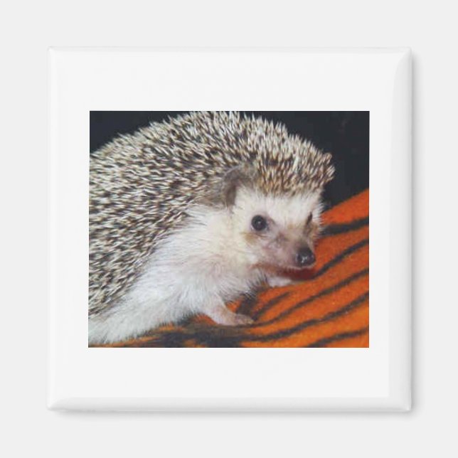 Íman Hedgehog (Frente)
