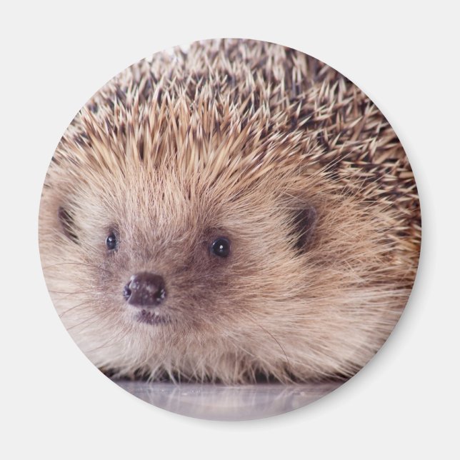 Íman Hedgehog, (Frente)