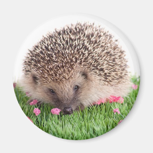 Íman hedgehog, (Frente)
