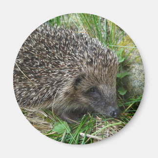 Íman Hedgehog (1)