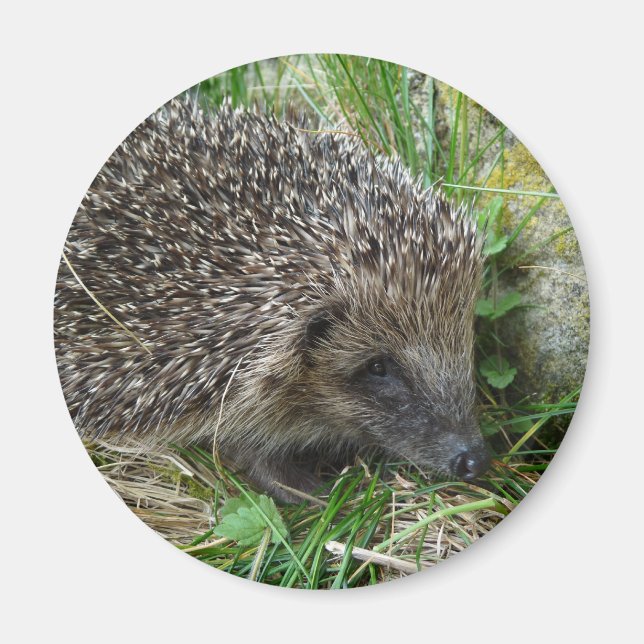 Íman Hedgehog (1) (Frente)