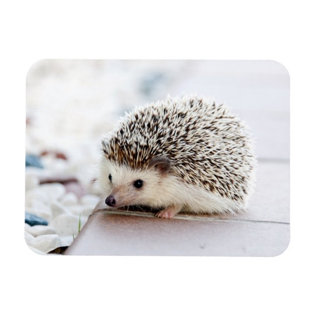 Íman Hedgehog Baby (Horizontal)