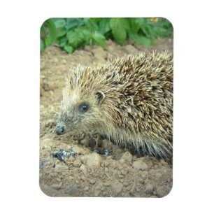 Íman Hedgehog Care Premium Magnet