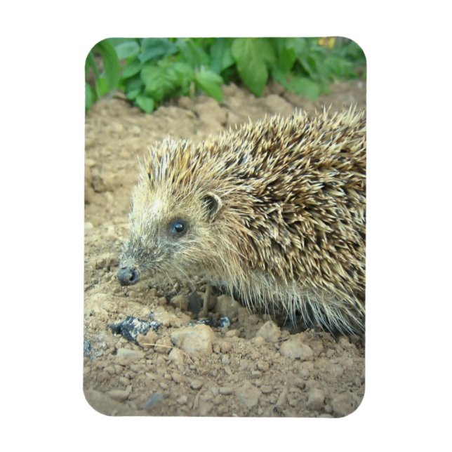 Íman Hedgehog Care Premium Magnet (Vertical)