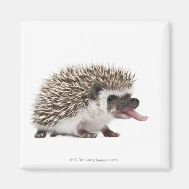 Íman Hedgehog de quatro dedos - Atelerix albiventris (Frente)