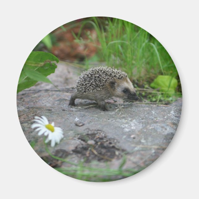 Íman Hedgehog - personalizável (Frente)
