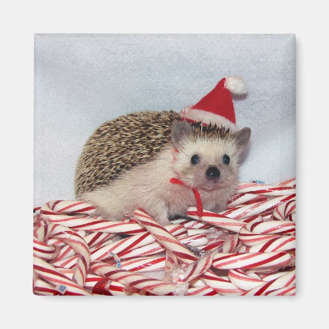 Íman Hedgie Magnet de Natal (Frente)