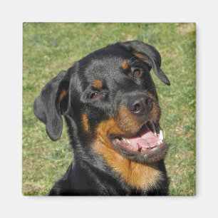 Íman Heidi Cute Rottweiler Magnet