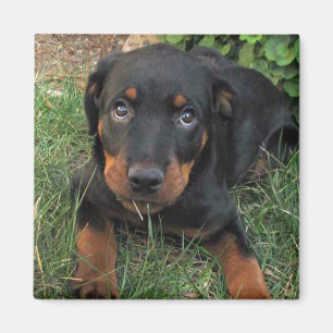 Íman Heidi Guilt Puppy Magnet