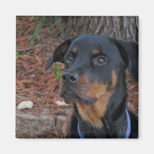 Íman Heidi Rottweiler Magnet