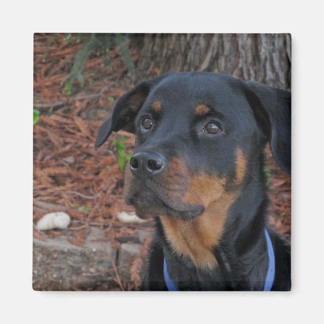 Íman Heidi Rottweiler Magnet (Frente)