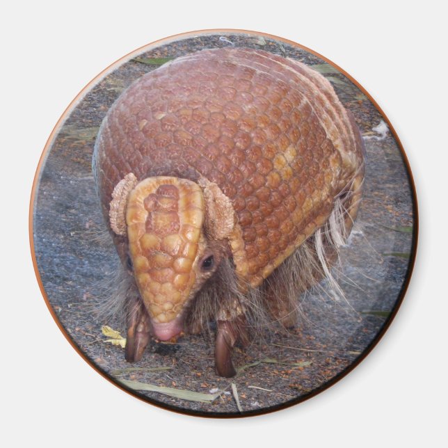 Íman Helaine's Armadillo (Frente)