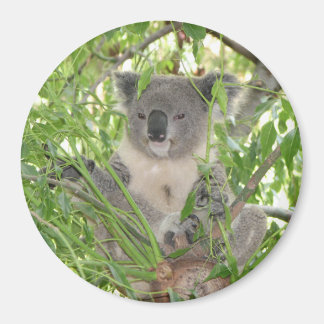 Íman Helaine's Koala Bear