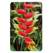 Heliconia rostrata Flor Magnet Fotográfico Flexíve