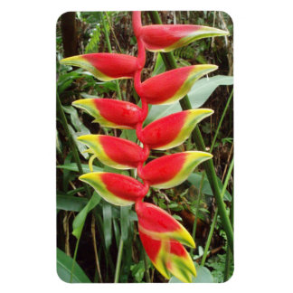 Íman Heliconia rostrata Flor Magnet Fotográfico Flexíve