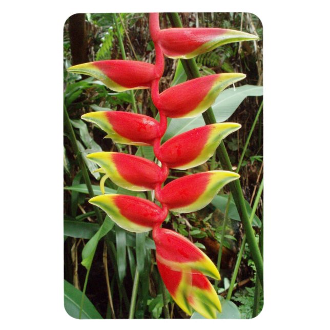 Íman Heliconia rostrata Flor Magnet Fotográfico Flexíve (Vertical)