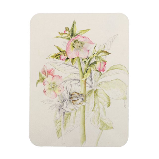 Íman Hellebores (Vertical)