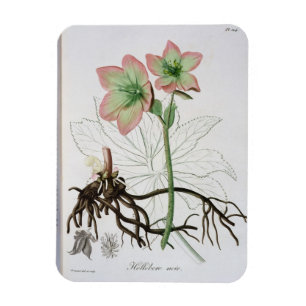 Íman Helleborus Niger de "Phytographie Medicale" por J