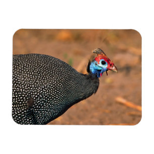 Íman Helmeted Guiné Fowl (Numida meleagris). África,