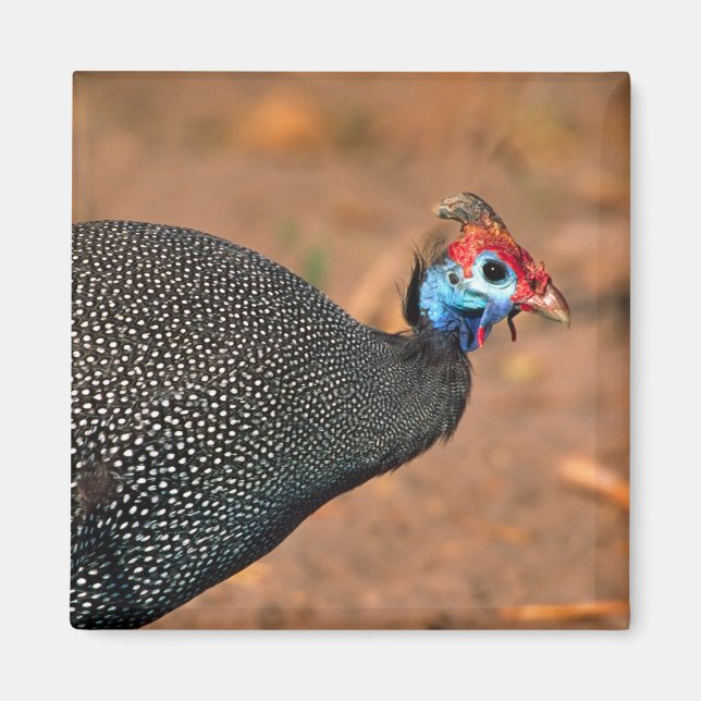 Íman Helmeted Guiné Fowl (Numida meleagris). África, (Frente)
