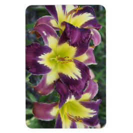 Íman Hemerocallis