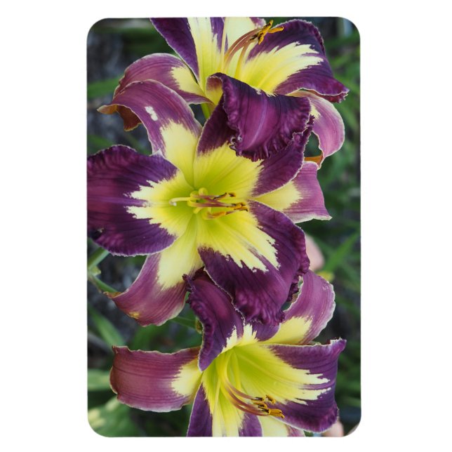 Íman Hemerocallis (Vertical)