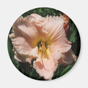 Íman hemerocallis