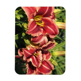 Íman Hemerocallis