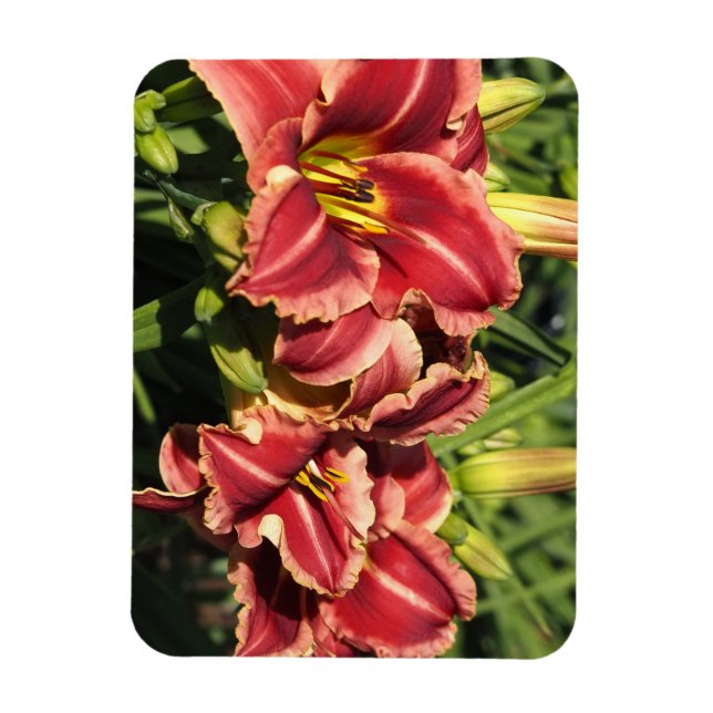 Íman Hemerocallis (Vertical)