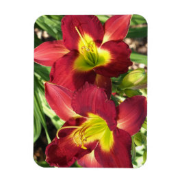 Íman Hemerocallis