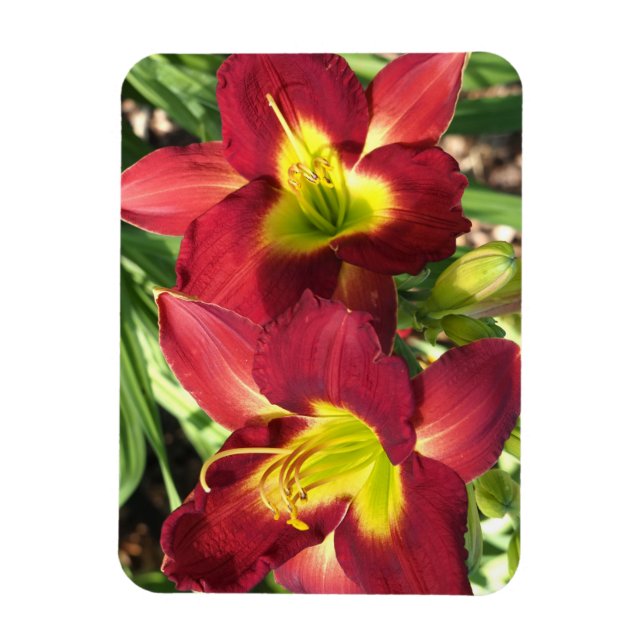 Íman Hemerocallis (Vertical)