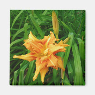 Íman hemerocallis: alaranjado - ímã