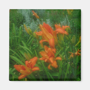 Íman Hemerocallis alaranjados