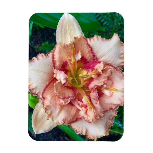 Íman Hemerocallis, 'Majorca Isle' (Vertical)