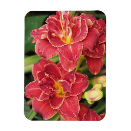 Íman Hemerocallis Vermelhas