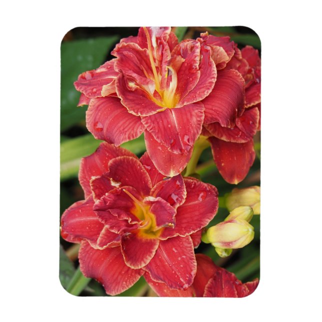 Íman Hemerocallis Vermelhas (Vertical)
