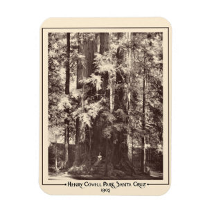 Íman Henry Cowell Park, Papais noeis Cruz, Califórnia