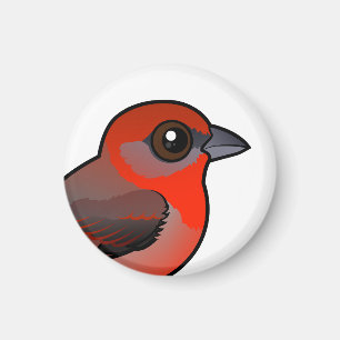 Íman Hepatic Tanager