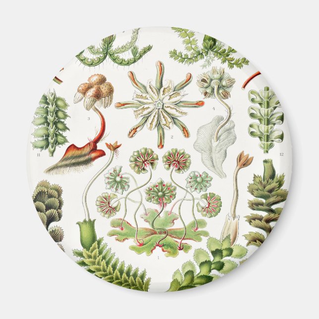Íman Hepaticae Lebermoose por Ernst Haeckel (Frente)