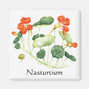 Íman Herb Garden Series - Nasturtium
