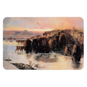Íman Herd Buffalo Americano