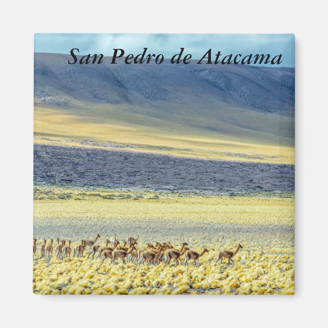 Íman Herd of Vicunas (Frente)