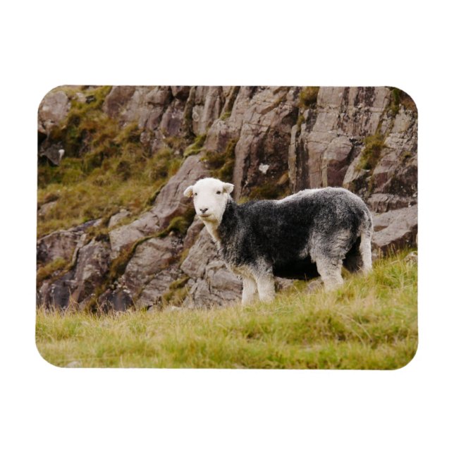 Íman Herdwick Sheep Magnet (Horizontal)