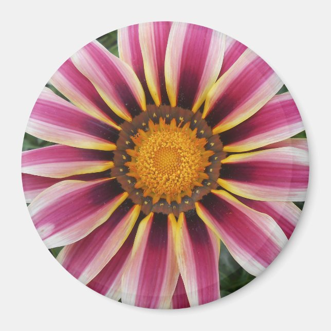 Íman Hereford (Frente)