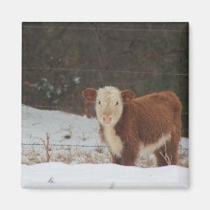 Íman Hereford Calf - Fazenda russa