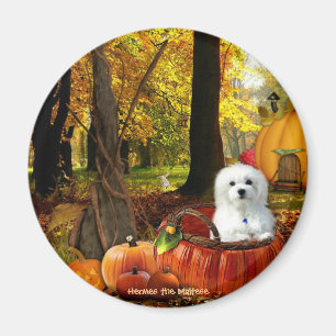 Íman Hermes o maltês