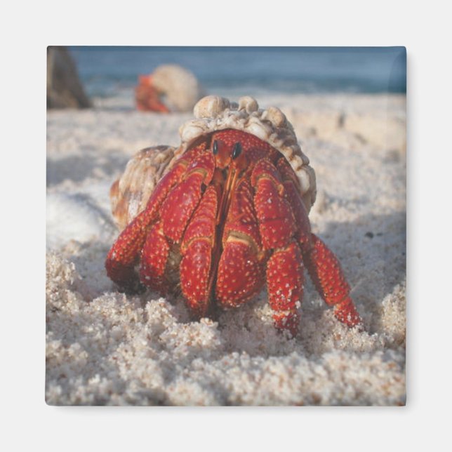Íman Hermit Crab (Frente)